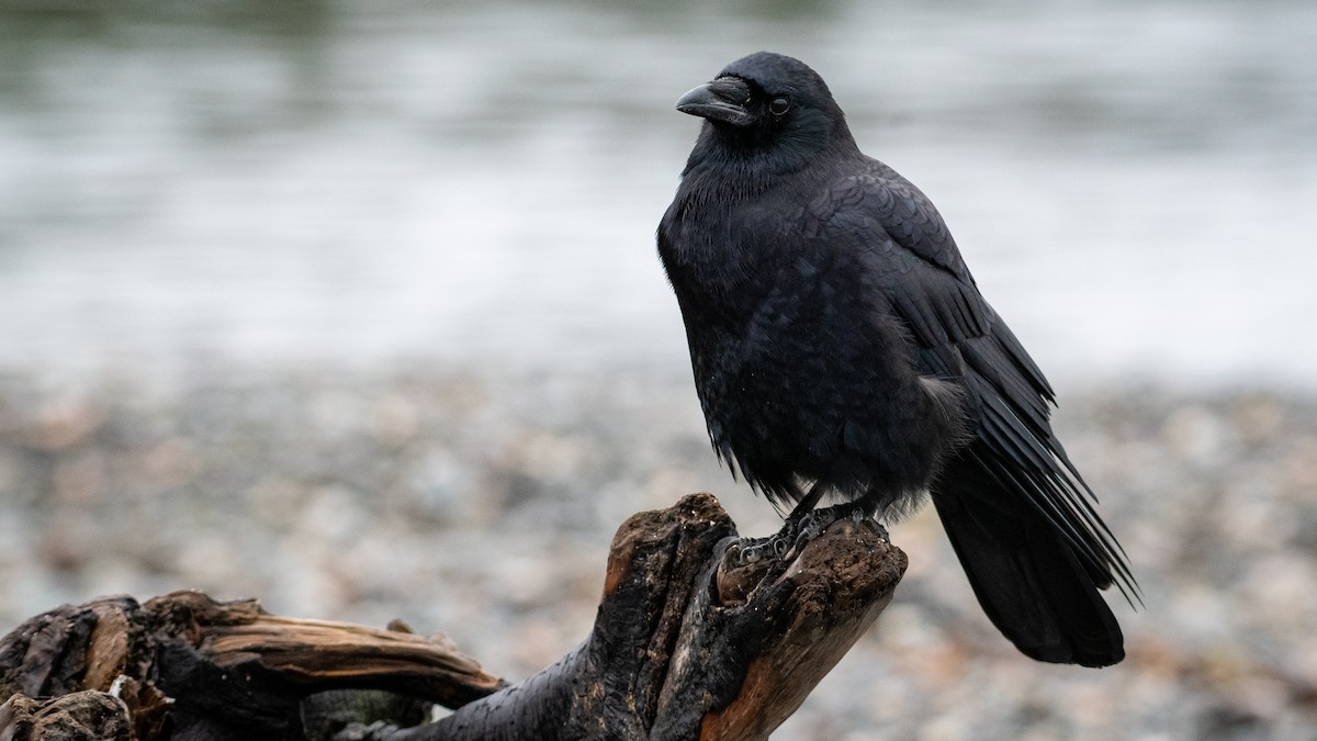 Американская ворона - ML646821678