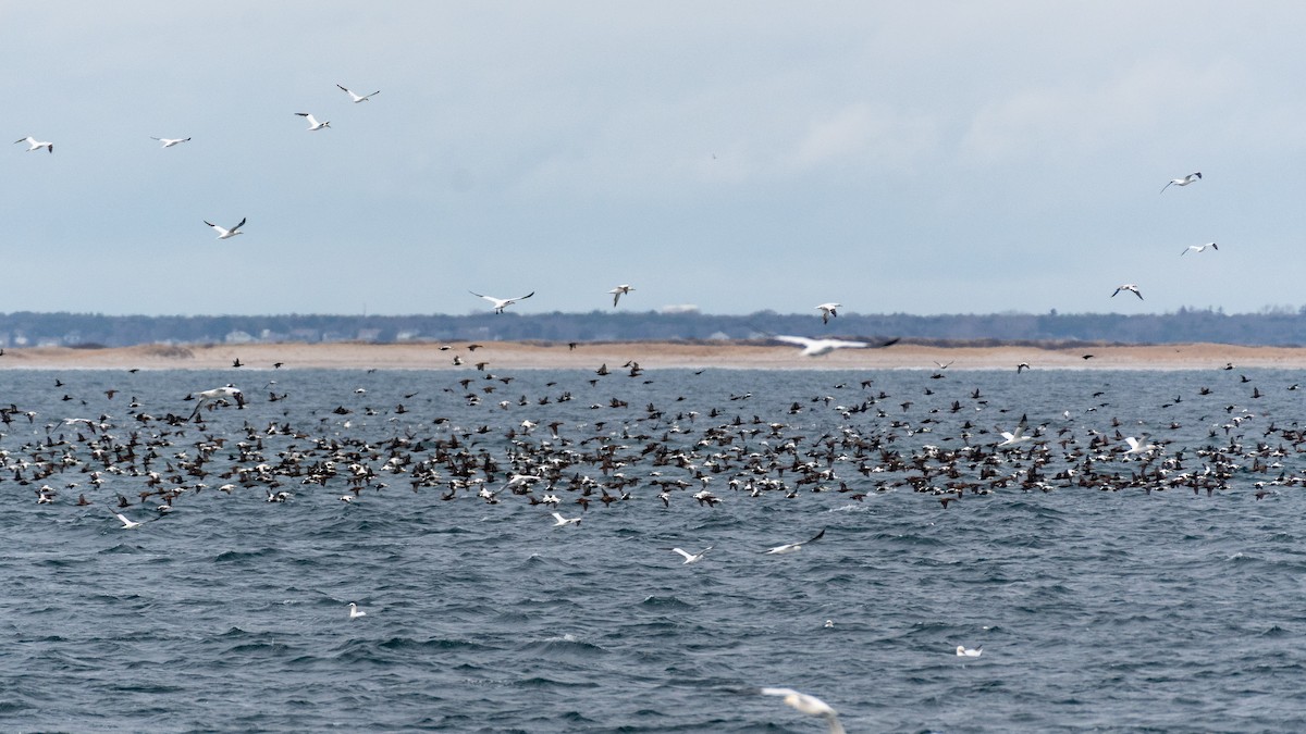 Common Eider - ML646821679