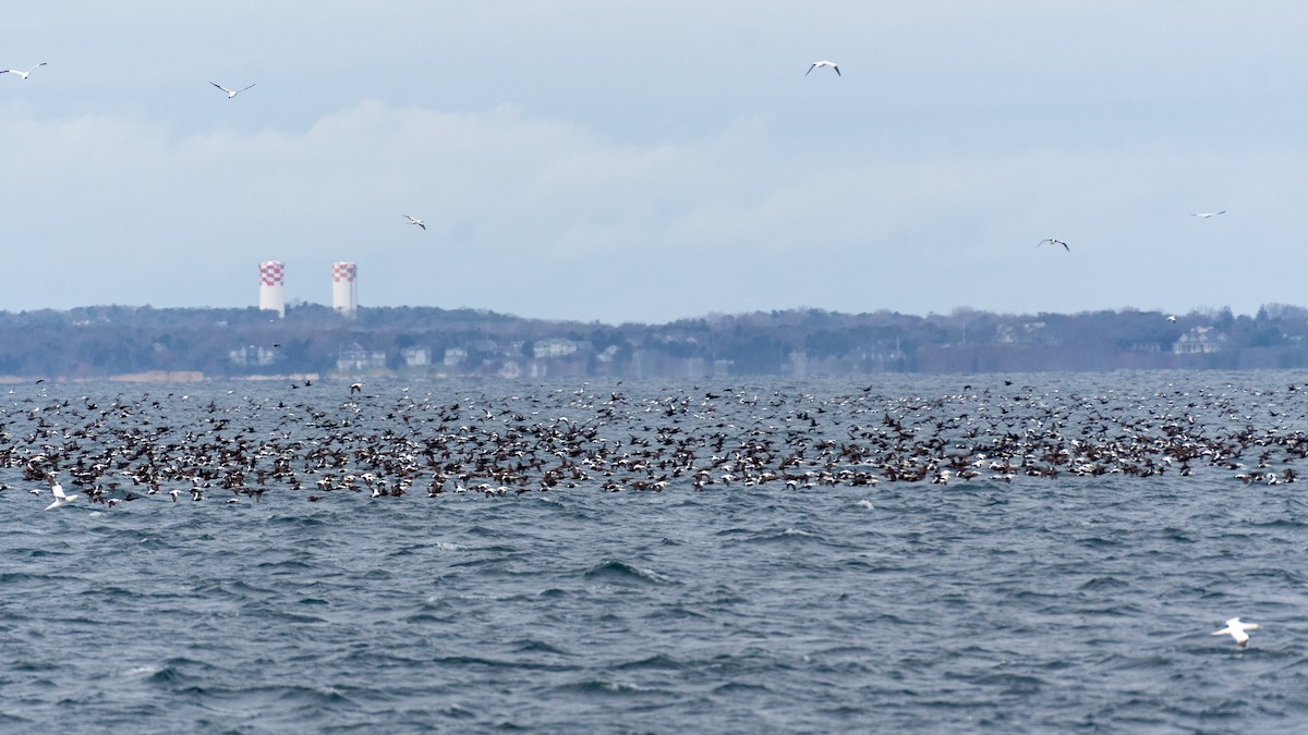 Common Eider - ML646821680