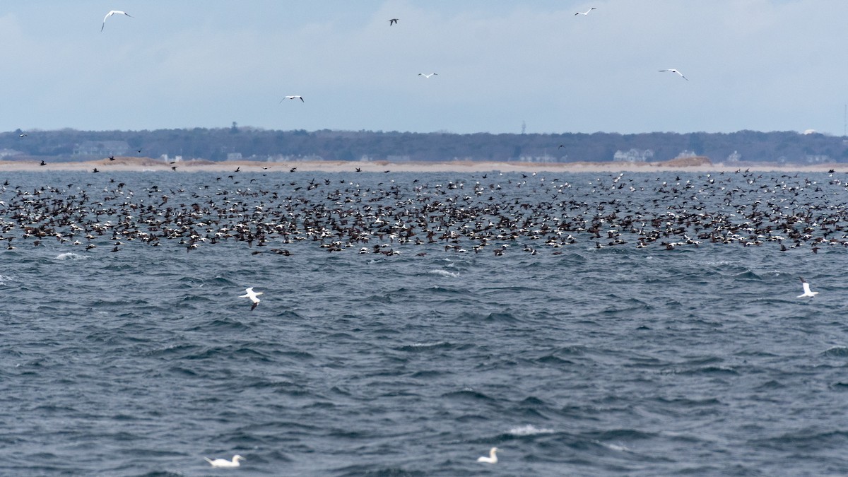 Common Eider - ML646821681