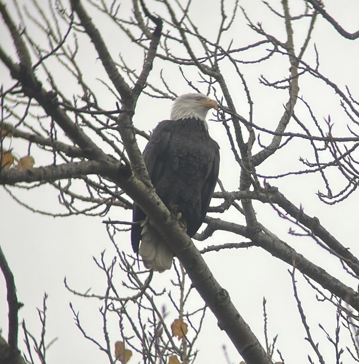 Bald Eagle - ML646821684