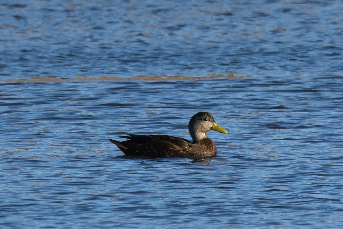 American Black Duck - ML646821685