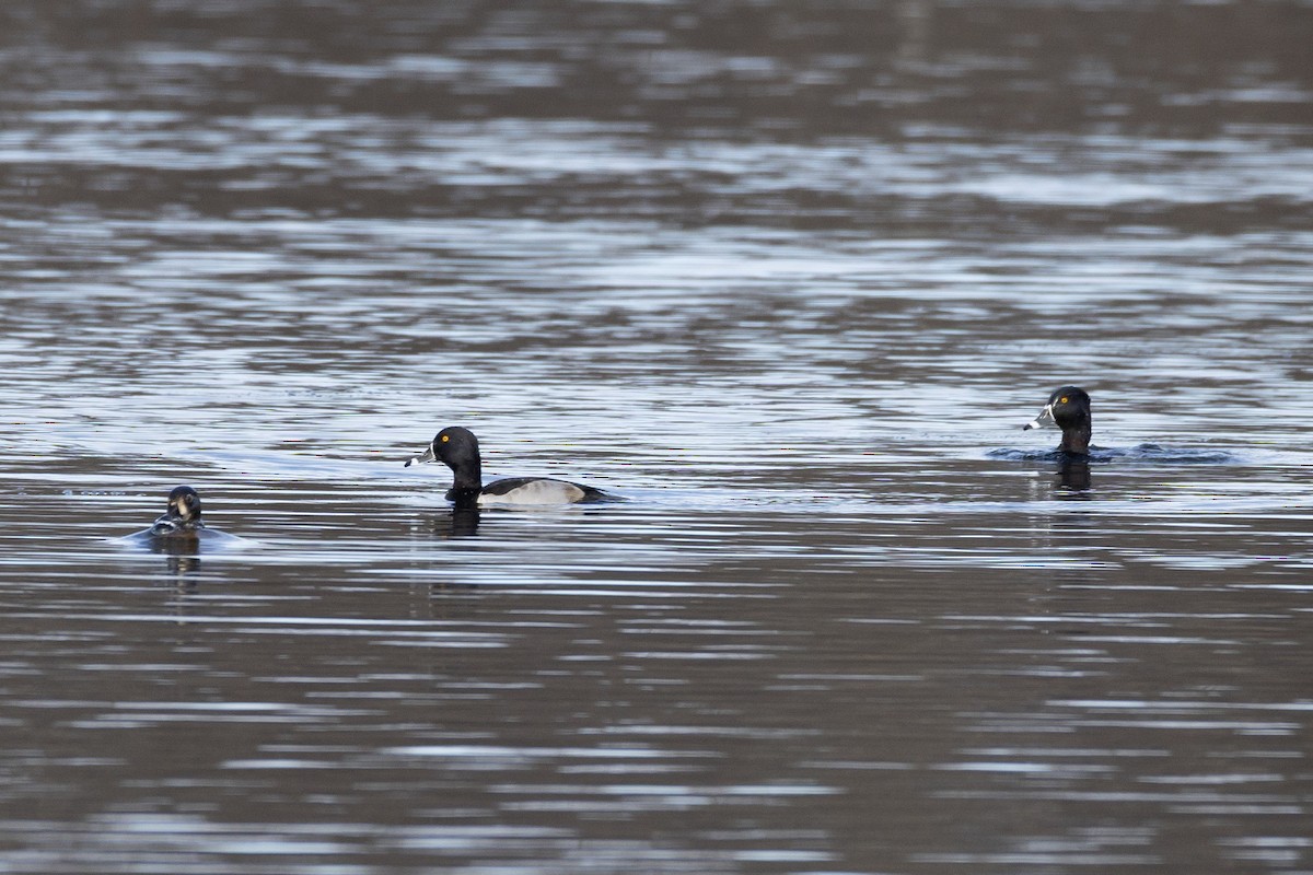 Fuligule à collier - ML646821686