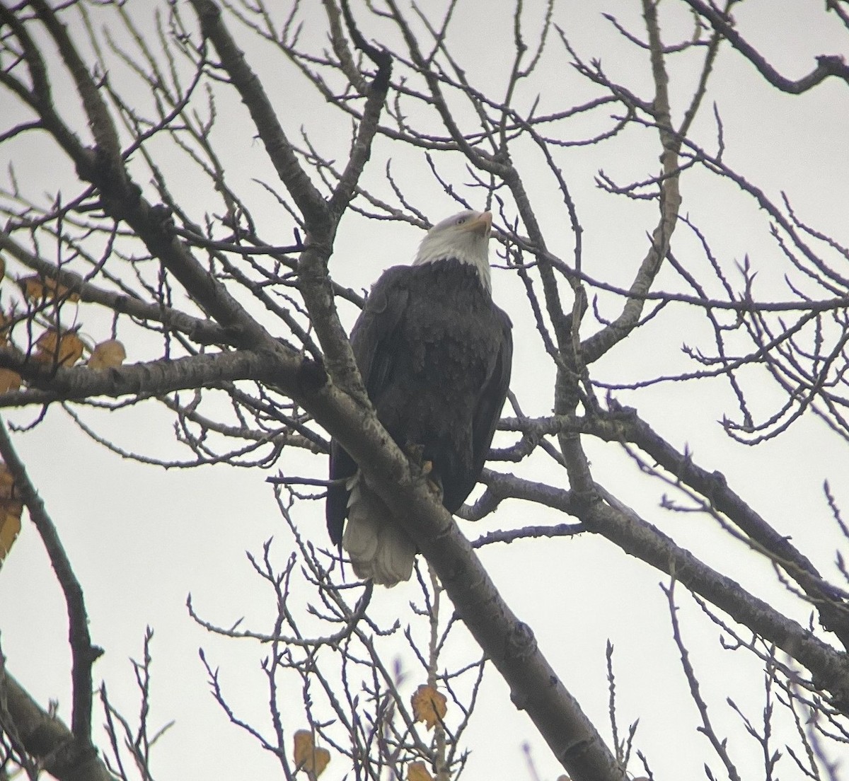 Bald Eagle - ML646821687