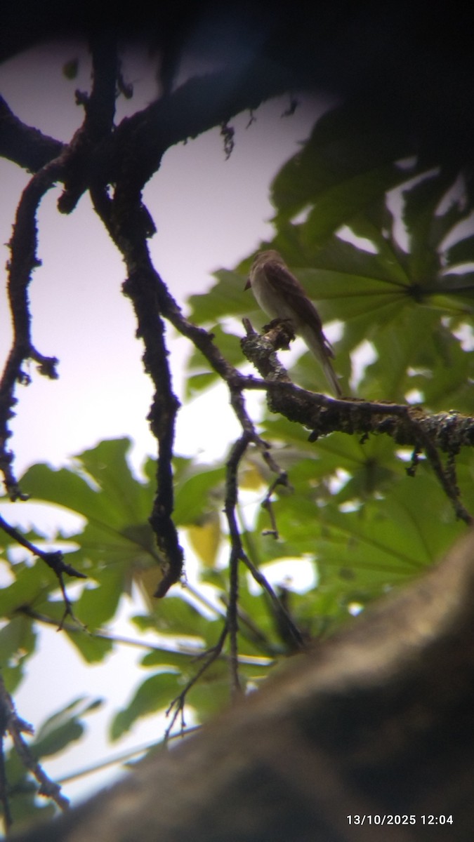 Hellbauch-Schnäppertyrann - ML646821688