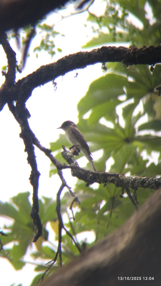 Hellbauch-Schnäppertyrann - ML646821689