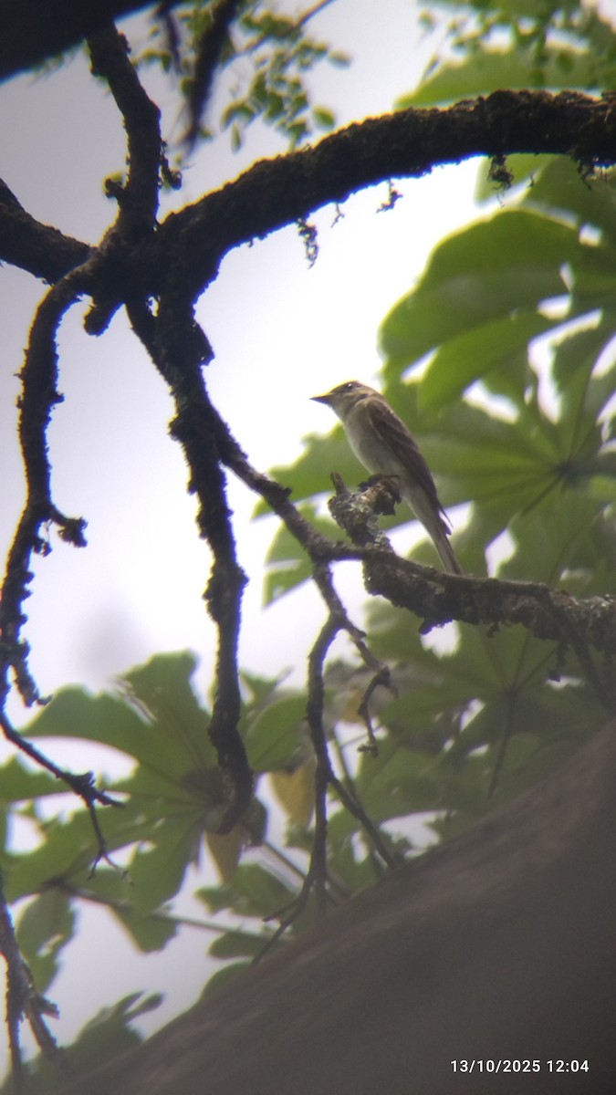 Hellbauch-Schnäppertyrann - ML646821690