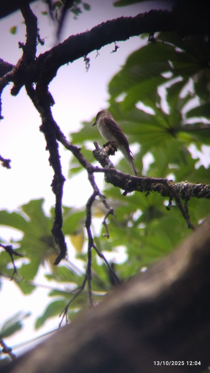 Hellbauch-Schnäppertyrann - ML646821691