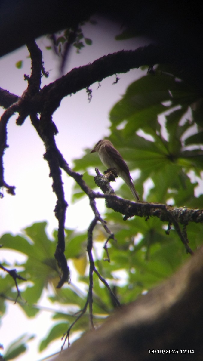 Hellbauch-Schnäppertyrann - ML646821694