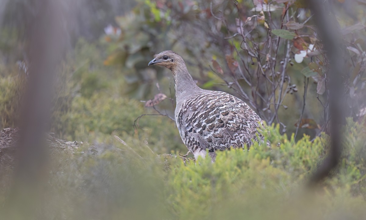 Malleefowl - ML646821702