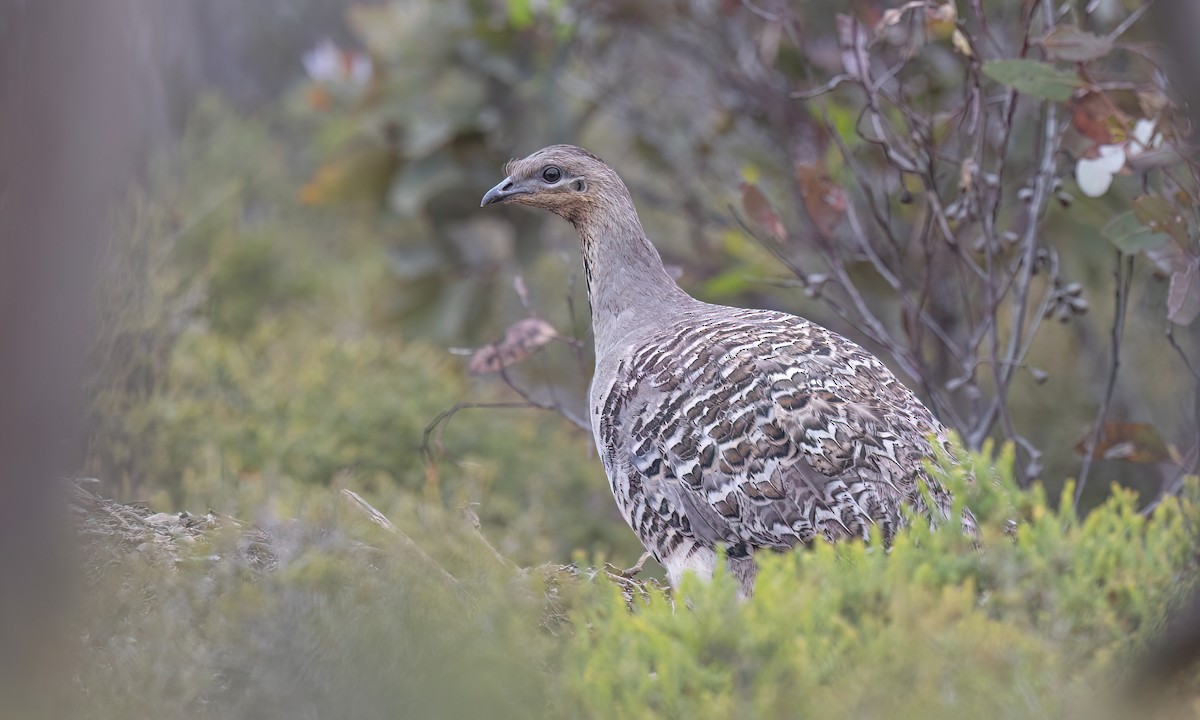 Malleefowl - ML646821703