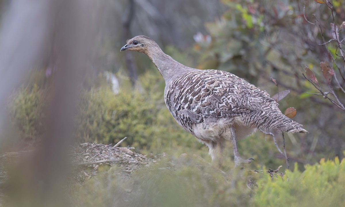 Malleefowl - ML646821705