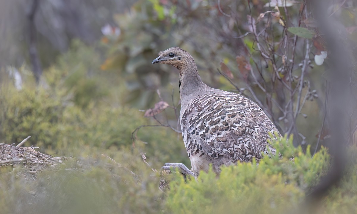 Malleefowl - ML646821706