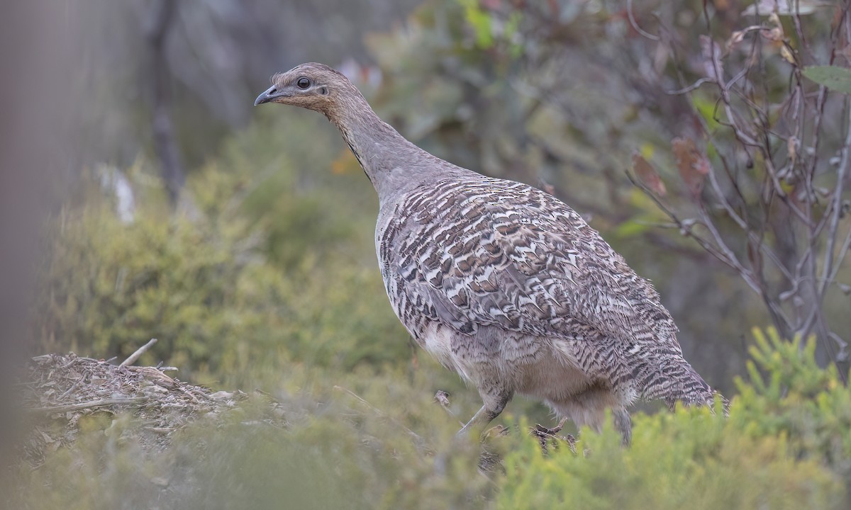 Malleefowl - ML646821707