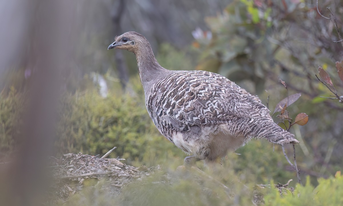Malleefowl - ML646821708