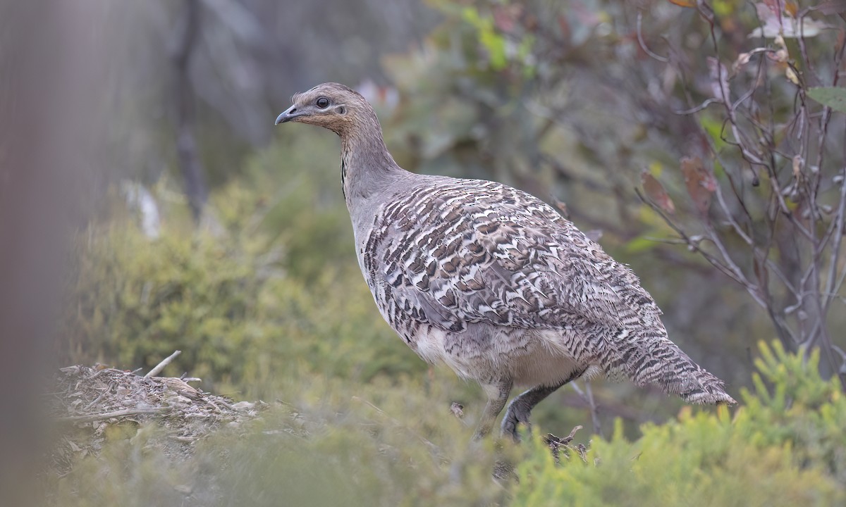 Malleefowl - ML646821710