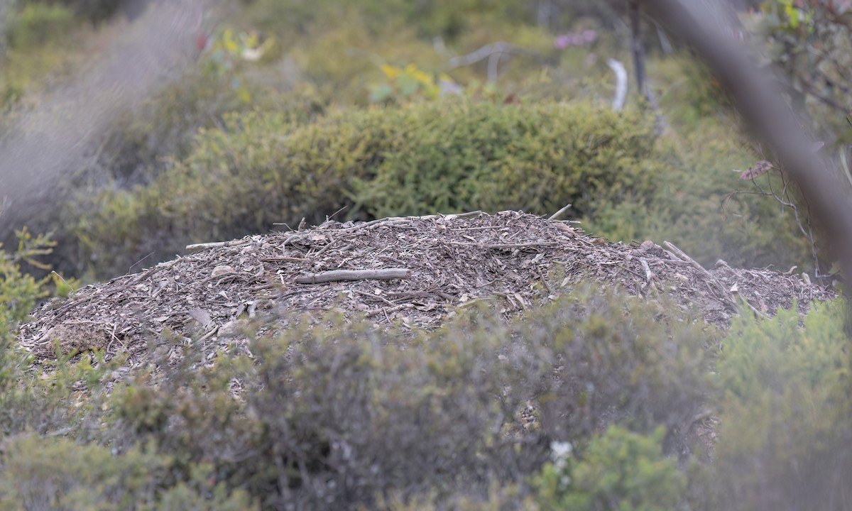 Malleefowl - ML646821711
