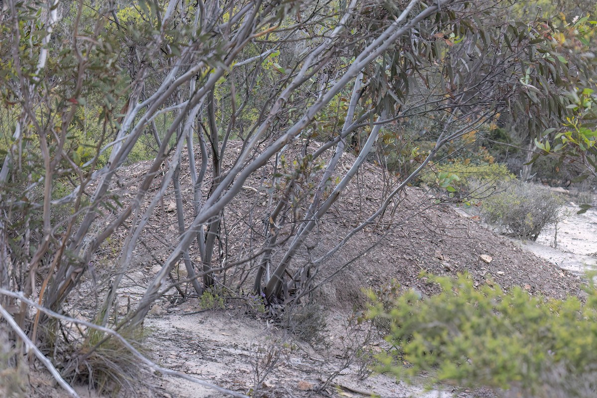 Malleefowl - ML646821712
