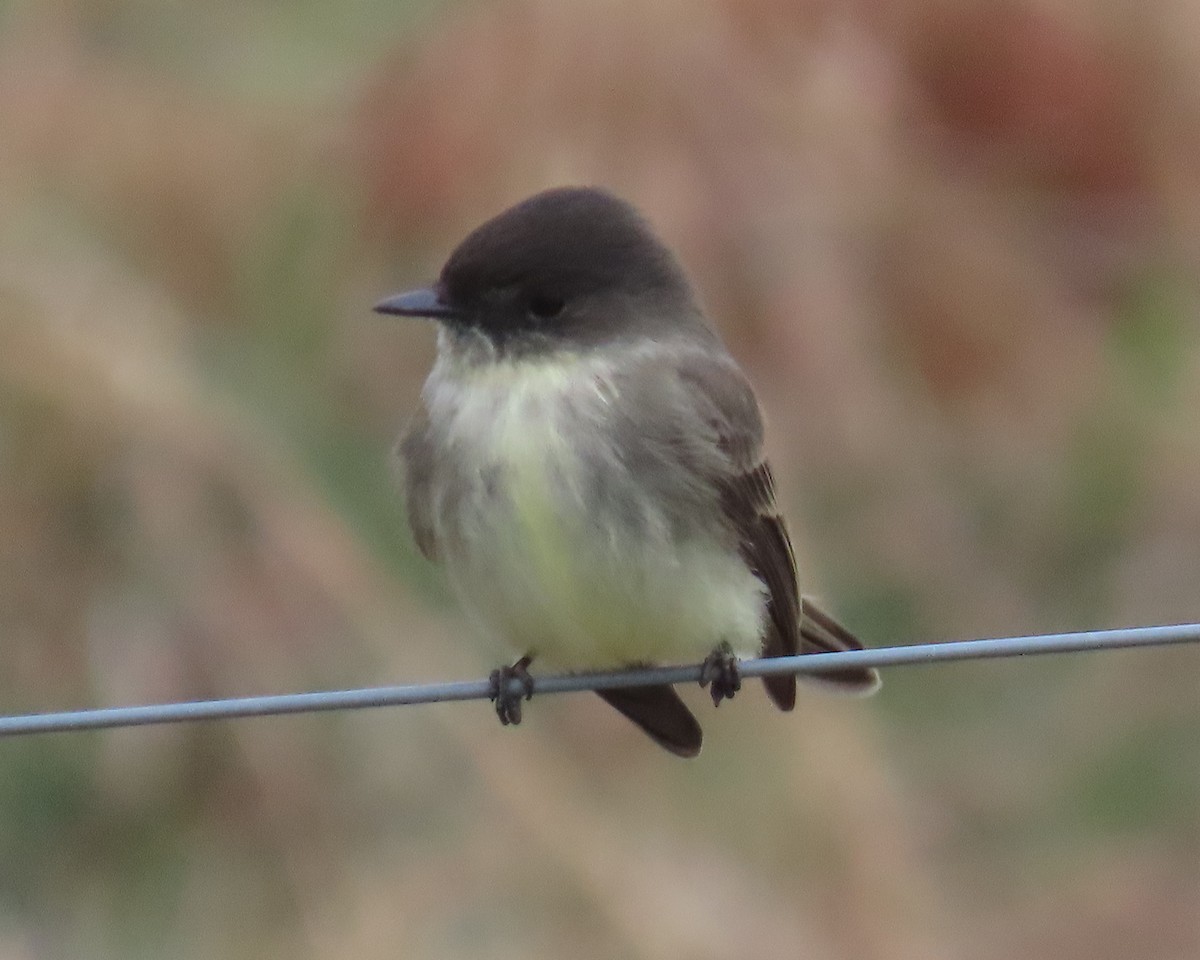 Eastern Phoebe - ML646821716