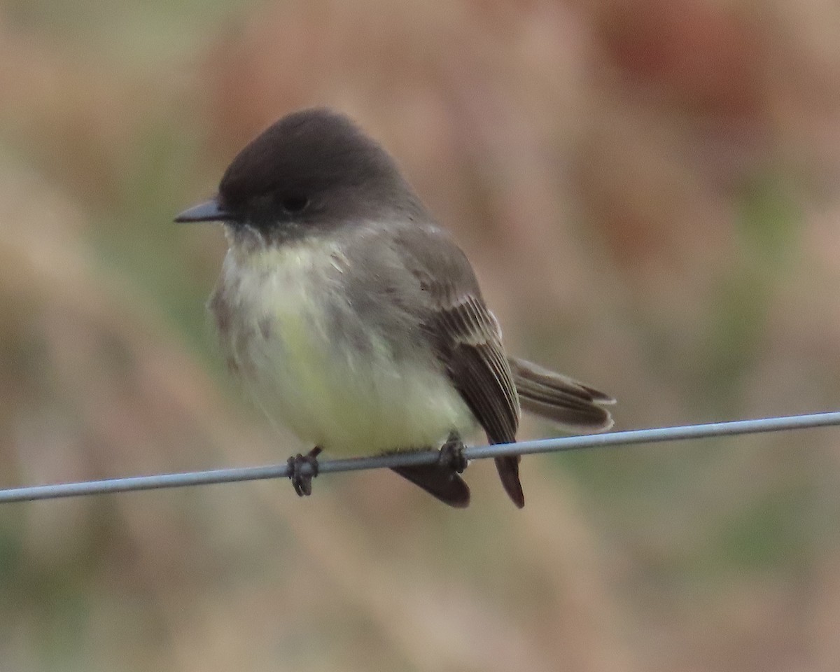 Weißbauch-Phoebetyrann - ML646821717