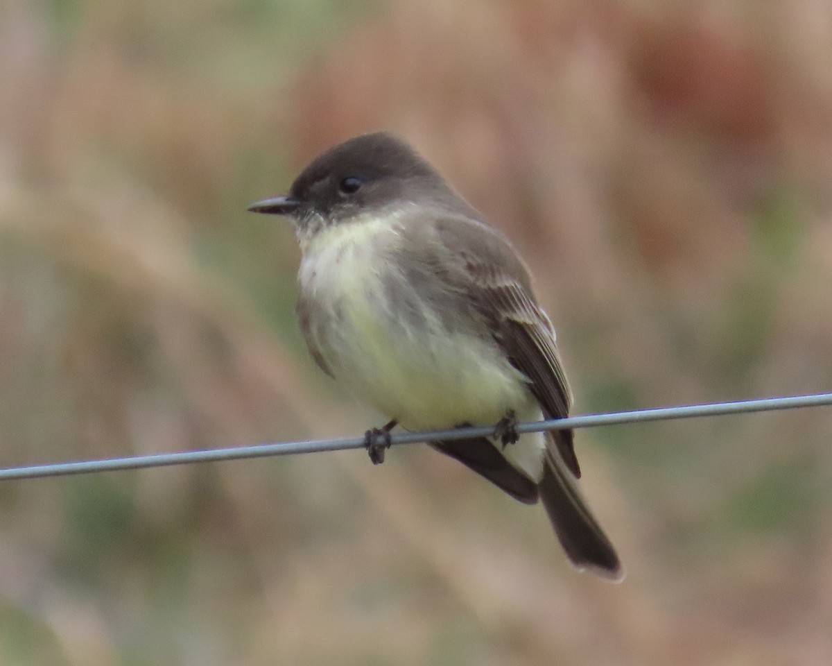 Weißbauch-Phoebetyrann - ML646821719