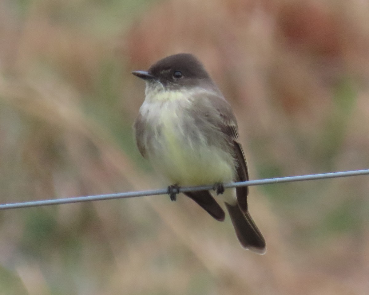 Weißbauch-Phoebetyrann - ML646821720