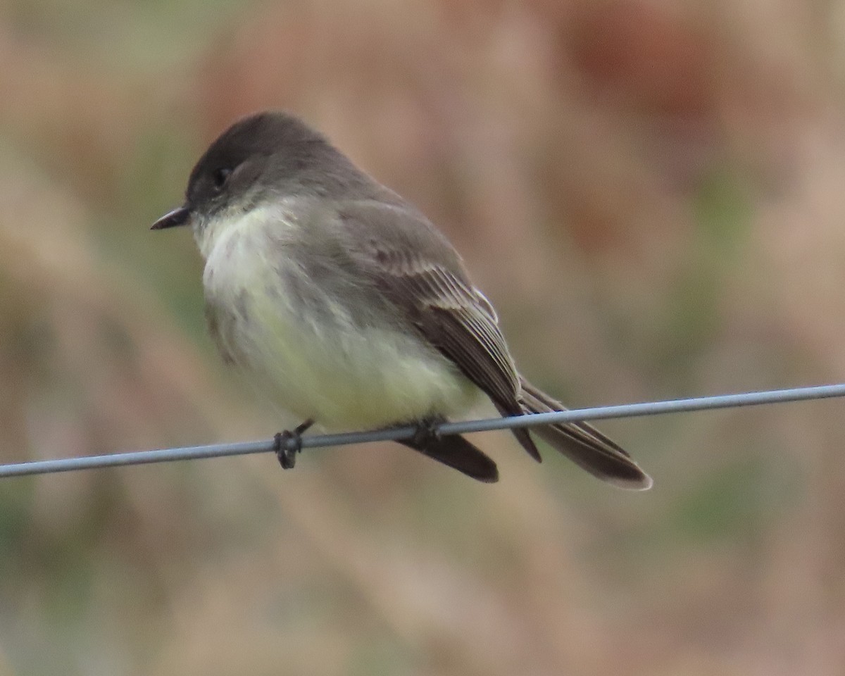 Weißbauch-Phoebetyrann - ML646821721