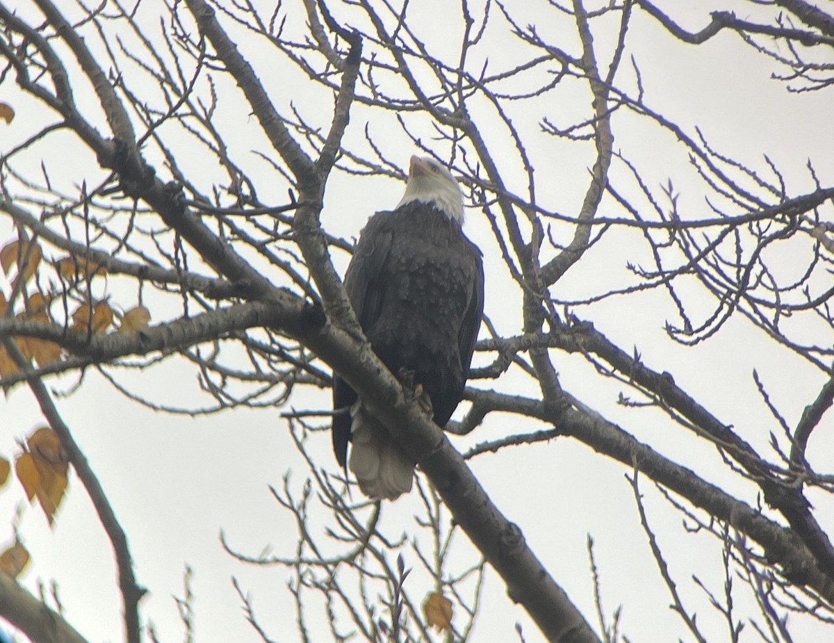 Bald Eagle - ML646821725