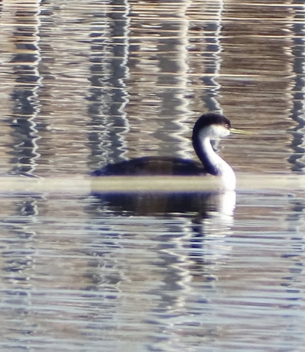 Murgil mendebaldarra - ML646821726