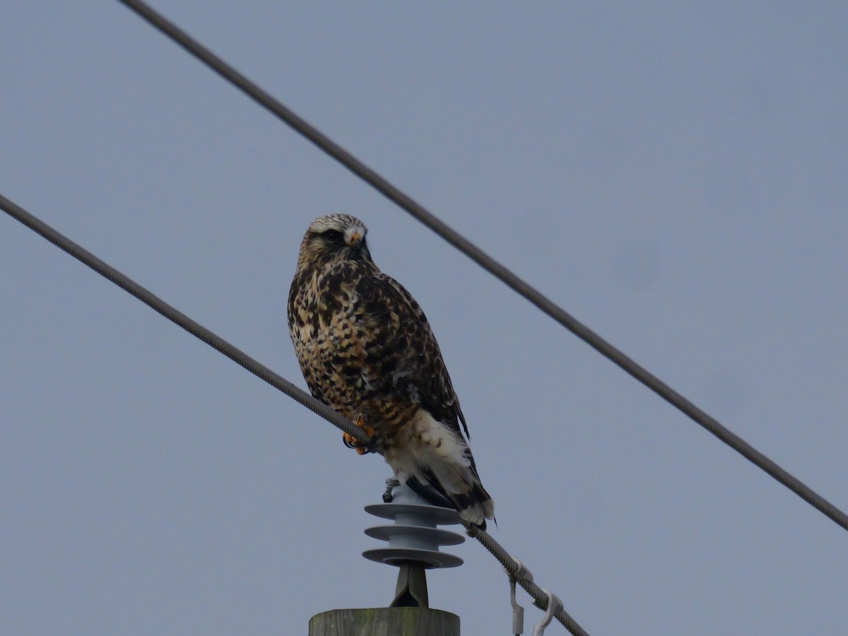 Rough-legged Hawk - ML646821729