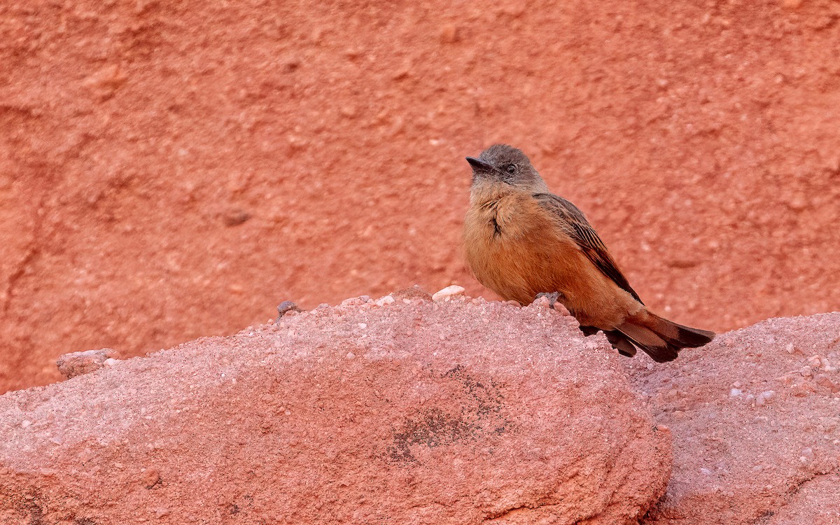 Cliff Flycatcher - ML646821731