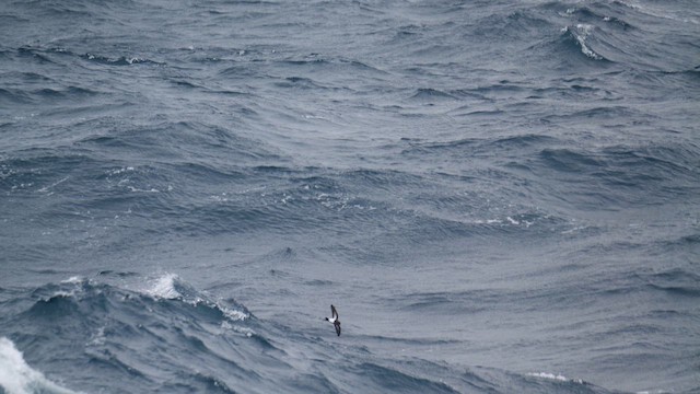 buřníček černobřichý - ML646821732