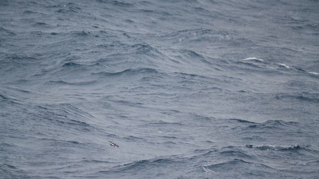 buřníček černobřichý - ML646821733