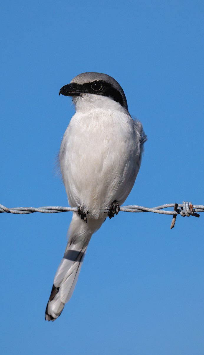 Loggerhead Shrike - ML646821735