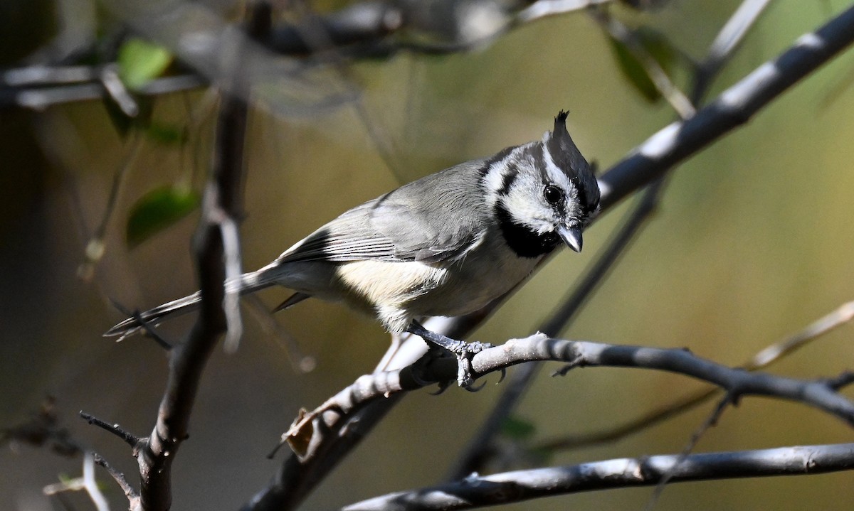 Синиця американська - ML646821738