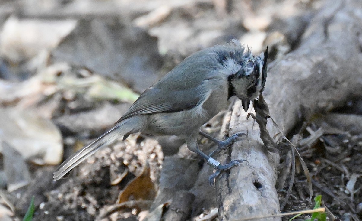 Синиця американська - ML646821739