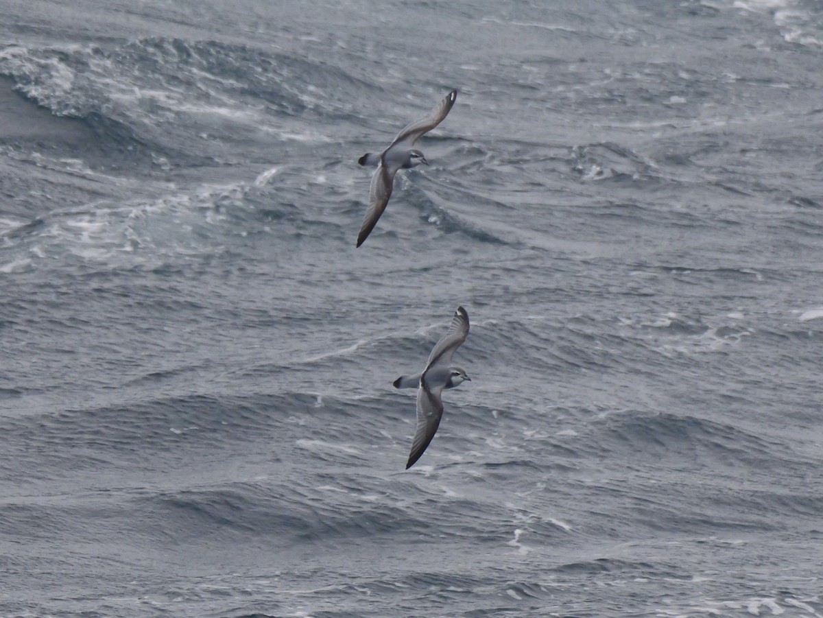 Prión Antártico - ML646821742