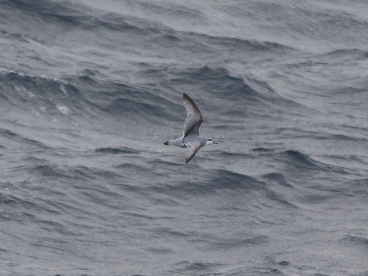 Prión Antártico - ML646821743