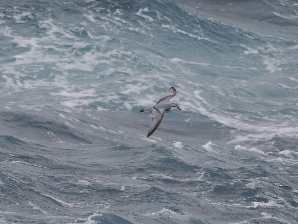 Prión Antártico - ML646821744