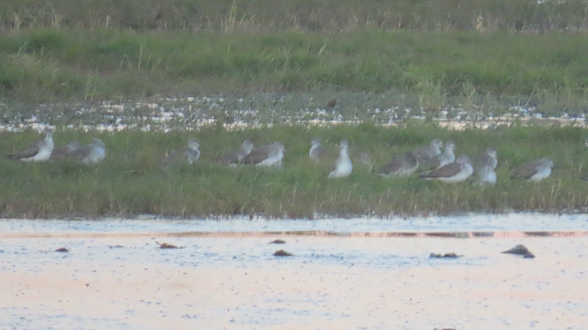 Greater Yellowlegs - ML646821745