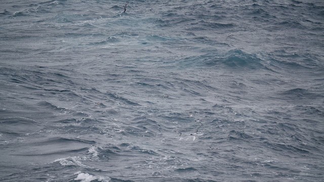 buřňák holubí - ML646821746