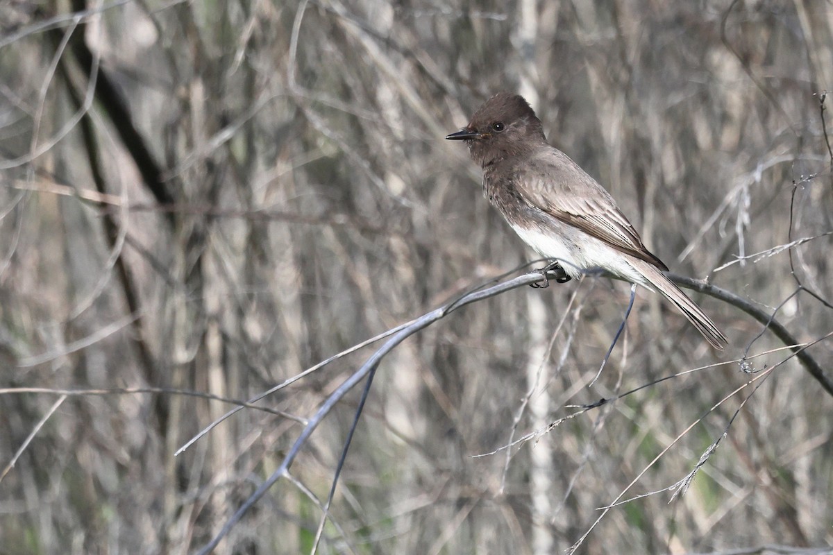 Black Phoebe - ML646821747