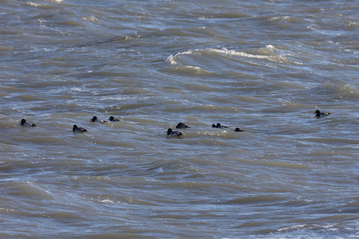 Lesser Scaup - ML646821748