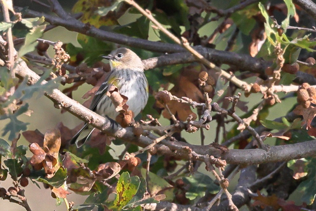 Kronenwaldsänger - ML646821749