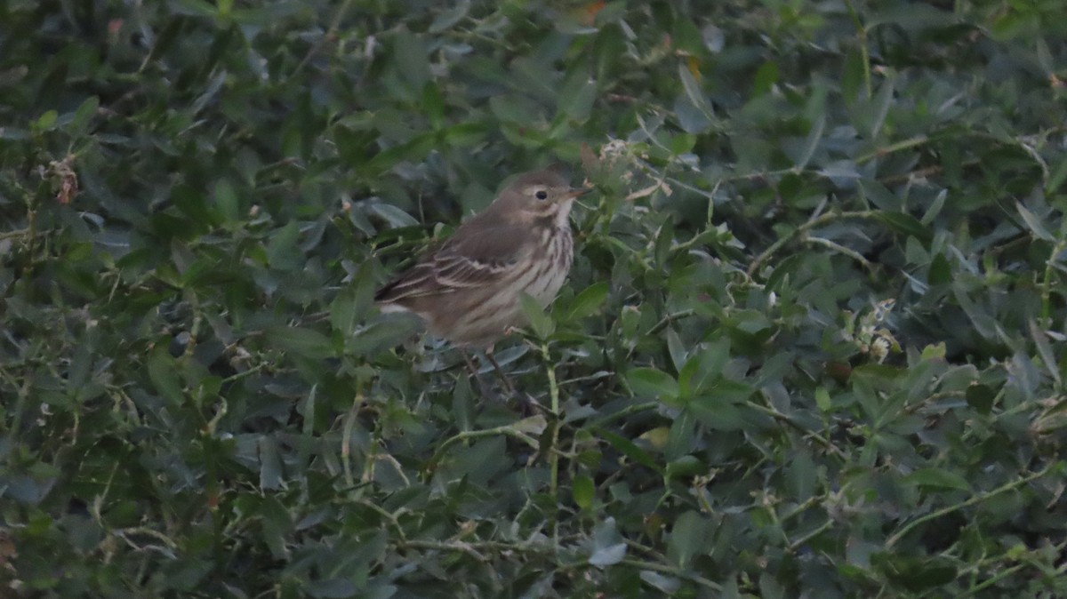 American Pipit - ML646821750