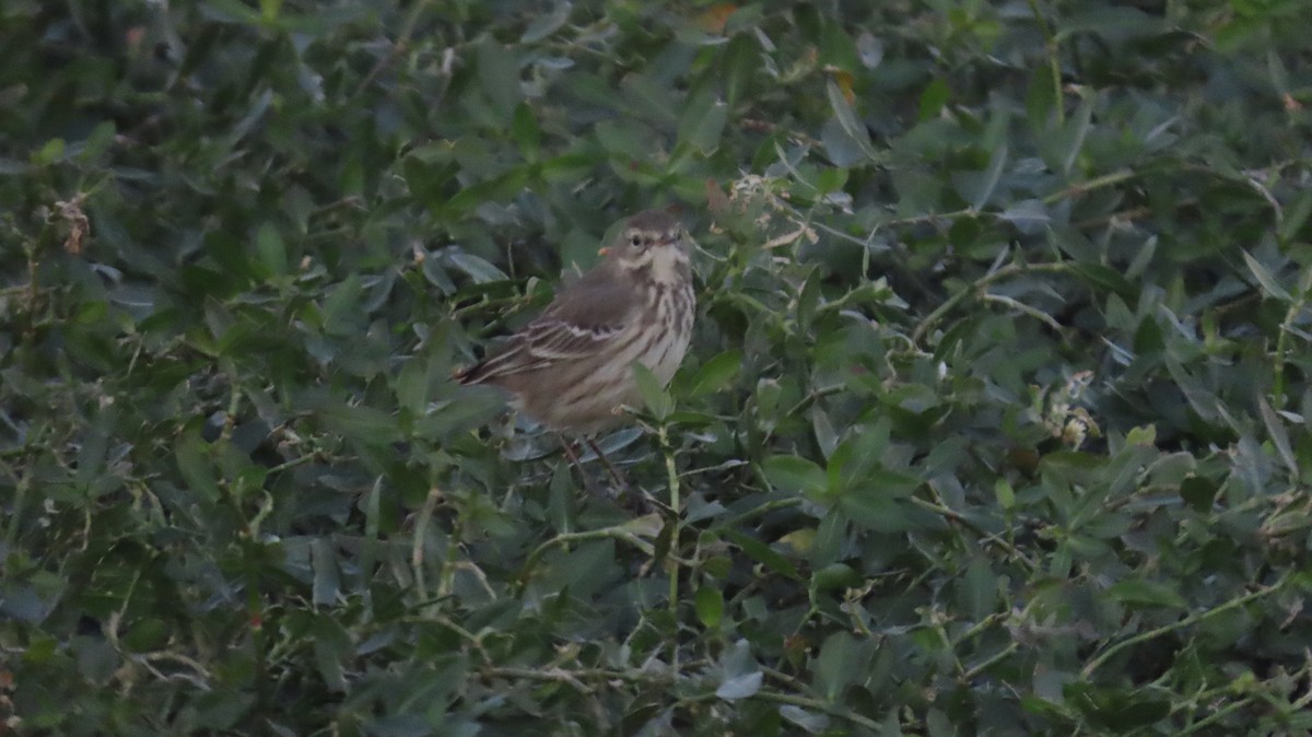 American Pipit - ML646821751
