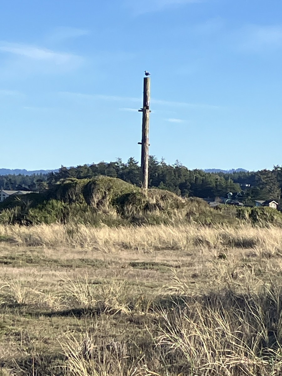 Gaviota Occidental - ML646821752