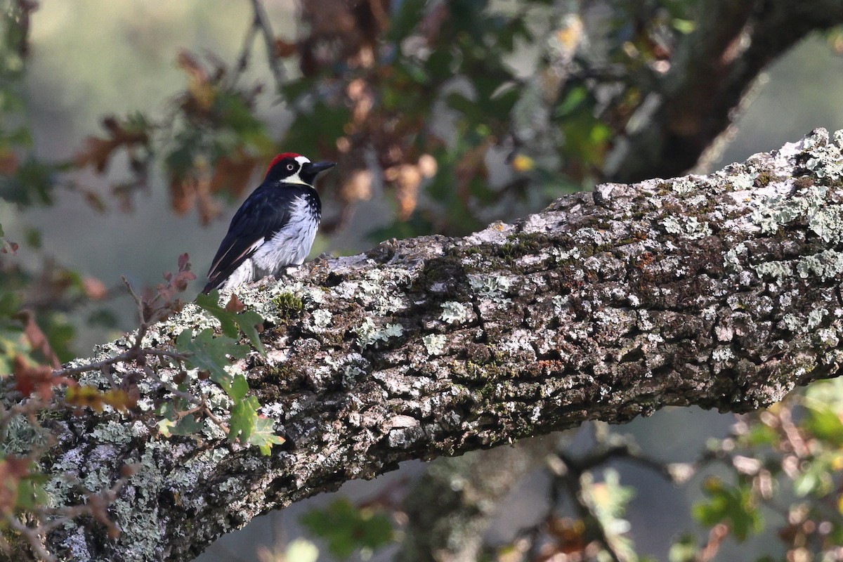 Eichelspecht - ML646821755