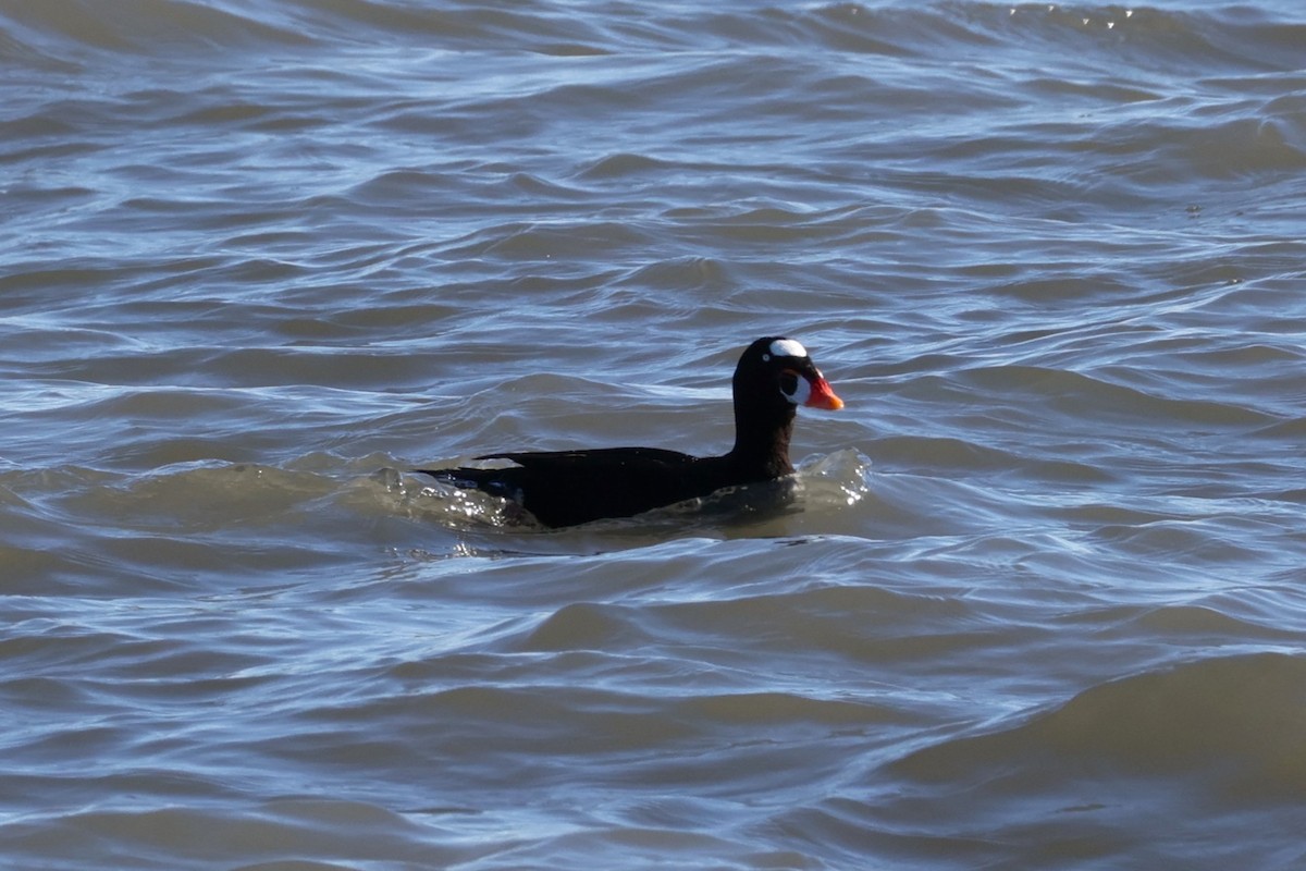 Surf Scoter - ML646821756