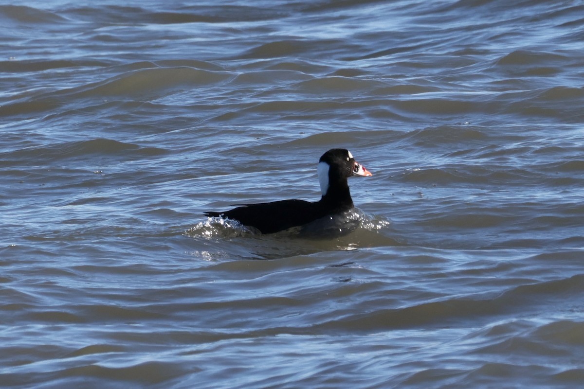 Surf Scoter - ML646821757